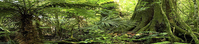 Habitat Reptil Antecedentes; Rain Forest, para 36 x 18 x 18 terrario, 3-sided Wraparound - BESTMASCOTA.COM