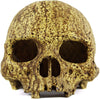 Cueva de calavera humana de Pangea - BESTMASCOTA.COM