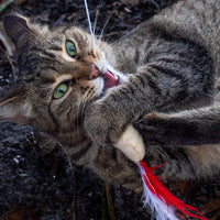 Cat Christmas Stocking Filled with Christmas Cat Toys Gift Set Filled With Quality Interactive Cat Toys Perfect Holiday Gift Set for All Cats Stocking Stuffers Included - BESTMASCOTA.COM