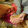 Farm Party - Herbal Hootenanny Nesting Herbs for Chickens (8 Ounces) Keeps Chicken Nesting Boxes Smelling Fresh Using Our All Natural Nesting Box Blend While Keeping Pests Away from the Chicken Coop - BESTMASCOTA.COM