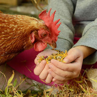 Farm Party - Herbal Hootenanny Nesting Herbs for Chickens (8 Ounces) Keeps Chicken Nesting Boxes Smelling Fresh Using Our All Natural Nesting Box Blend While Keeping Pests Away from the Chicken Coop - BESTMASCOTA.COM