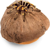 Niteangel - Cueva de coco para ocultar y aliviar el estrés y la decoración del hábitat - BESTMASCOTA.COM