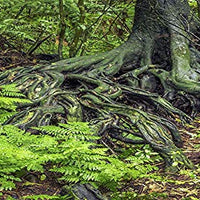 Reptil Habitat fondo; lluvia Forest Ferns, por Suzanne Lefebvre y raíces, para 48 x 18 x 18 terrario, 3-sided envolvente - BESTMASCOTA.COM