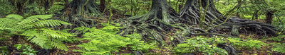 Reptil Habitat fondo; lluvia Forest Ferns, por Suzanne Lefebvre y raíces, para 48 x 18 x 18 terrario, 3-sided envolvente - BESTMASCOTA.COM