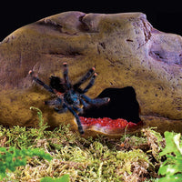 EXO TERRA Cueva de vidrio para reptiles, Medium - BESTMASCOTA.COM