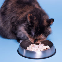 Dr. Catsby's Food Tazón para repoar bigotes - BESTMASCOTA.COM