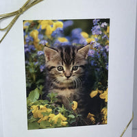 Especialidad cajas de regalo gato cesta de caja de regalo para un favorito felino bebé piel – enviar estos dulces y juguetes para un peludo de gato/Gatito/Kitty amigo. Prime - BESTMASCOTA.COM