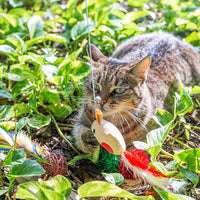 Cat Christmas Stocking Filled with Christmas Cat Toys Gift Set Filled With Quality Interactive Cat Toys Perfect Holiday Gift Set for All Cats Stocking Stuffers Included - BESTMASCOTA.COM