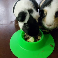 staybowl tip-proof ergonómico Pet Bowl para Conejillo de Indias y otros pequeños mascotas, 1/4 tazas de tamaño pequeño, verde primavera - BESTMASCOTA.COM