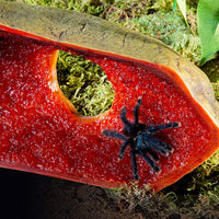 EXO TERRA Cueva de vidrio para reptiles, Medium - BESTMASCOTA.COM