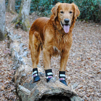 Botas protectoras para patas de perro en neopreno, para todos los climas, con correas retráctiles en 5 tamaños. - BESTMASCOTA.COM