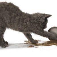 kittikrack: orgánico plata Vine Catnip para gatos y gatitos por individual Critters | 100%, Natural silvervine en polvo (15 gramos) | Wild cosechado con sin aditivos o conservantes - BESTMASCOTA.COM