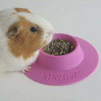 staybowl tip-proof Pet Bowl ergonómico para Conejillo de Indias y otros pequeños animales de compañía, 1/4-Cup Pequeño Tamaño, lila (Morado) - BESTMASCOTA.COM