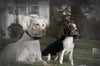 SportDOG collar eléctrico para perros - collar adicional o de reemplazo - impermeable - con tono/vibración y descarga eléctrica - BESTMASCOTA.COM