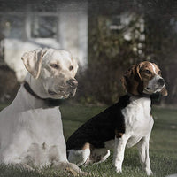SportDOG collar eléctrico para perros - collar adicional o de reemplazo - impermeable - con tono/vibración y descarga eléctrica - BESTMASCOTA.COM