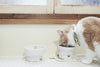 necoichi Raised Cat alimentos y agua Bowl Set (Cat) - BESTMASCOTA.COM