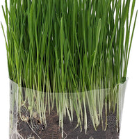 Kit de bolsa de cultivo de hierba de gato compuesta, 3 unidades, todo orgánico, solo tienes que añadir agua. Fabricado en los Estados Unidos. - BESTMASCOTA.COM