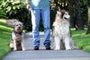 Dispositivo disuasorio del ladrido, detiene tanto el ladrido como otros comportamientos no deseados, seguro para los humanos - BESTMASCOTA.COM
