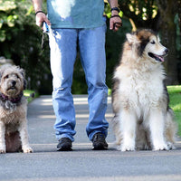 Dispositivo disuasorio del ladrido, detiene tanto el ladrido como otros comportamientos no deseados, seguro para los humanos - BESTMASCOTA.COM