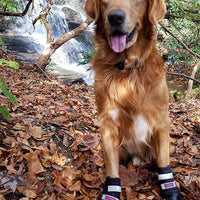 Botas protectoras para patas de perro en neopreno, para todos los climas, con correas retráctiles en 5 tamaños. - BESTMASCOTA.COM