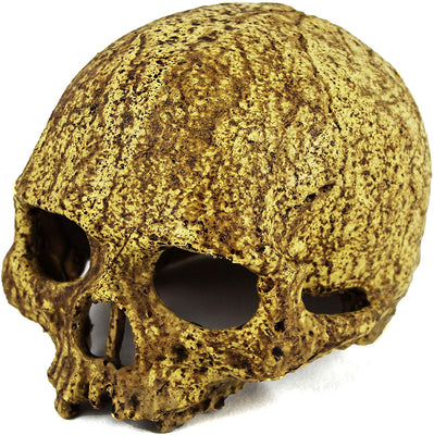 Cueva de calavera humana de Pangea - BESTMASCOTA.COM