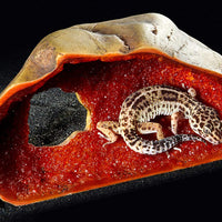 EXO TERRA Cueva de vidrio para reptiles, Medium - BESTMASCOTA.COM