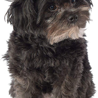 Rubies Costume Company Glitter sombrero vaquero Pet Costume Accessory, M / L, Rosado - BESTMASCOTA.COM