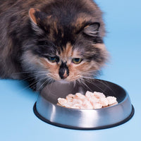 Dr. Catsby's Food Tazón para repoar bigotes - BESTMASCOTA.COM