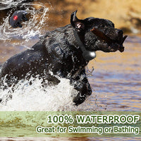 Willbest 2019 Collar de entrenamiento para perro actualizado, impermeable y recargable, rango de choque de 1650 pies con pitido, vibración, golpes, modos de luz de seguimiento - BESTMASCOTA.COM