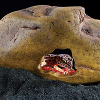 EXO TERRA Cueva de vidrio para reptiles, Medium - BESTMASCOTA.COM