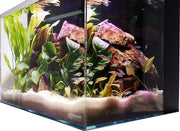 Lifegard Aquatics Crystal Aquarium - BESTMASCOTA.COM