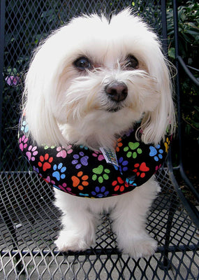 Paragolpes para cachorro - Mantenga a su perro en el lado seguro de la valla - Paw arco iris - BESTMASCOTA.COM