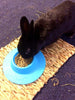 staybowl tip-proof ergonómico Pet Bowl para Conejillo de Indias y otros pequeños mascotas; 1/4-Cup Tamaño; Cielo Azul - BESTMASCOTA.COM