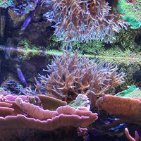 seachem Reef completa 500 ml - BESTMASCOTA.COM