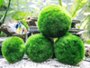 Aquatic Arts 3 bolas para pez beta, plantas marinas vivas de acuario para peceras, accesorios naturales juguete para peces beta - BESTMASCOTA.COM