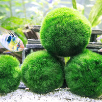 Aquatic Arts 3 bolas para pez beta, plantas marinas vivas de acuario para peceras, accesorios naturales juguete para peces beta - BESTMASCOTA.COM
