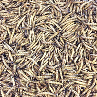 Dried superworms 1 Lb para los pollos Aves Reptiles peces tortugas Azúcar planeador erizo etc. - BESTMASCOTA.COM