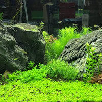 Seachem Flourish Excel carbono biodisponible – Fuente de carbono orgánico para plantas acuáticas 2L - BESTMASCOTA.COM