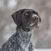 SportDOG Marca NoBark Recargable Collar de Control de Corteza - BESTMASCOTA.COM