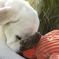 HuggleHounds - Juguete de peluche chirriante para perros con nudos para masticadores agresivos - BESTMASCOTA.COM