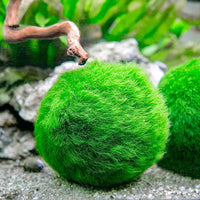 Aquatic Arts 3 bolas para pez beta, plantas marinas vivas de acuario para peceras, accesorios naturales juguete para peces beta - BESTMASCOTA.COM