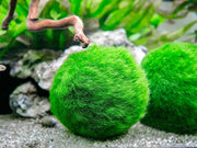 Aquatic Arts 3 bolas para pez beta, plantas marinas vivas de acuario para peceras, accesorios naturales juguete para peces beta - BESTMASCOTA.COM