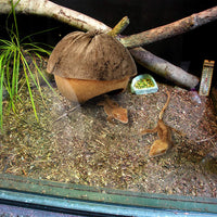 Niteangel - Cueva de coco para ocultar y aliviar el estrés y la decoración del hábitat - BESTMASCOTA.COM