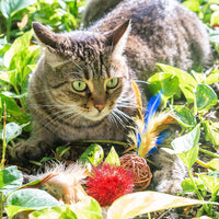 Cat Christmas Stocking Filled with Christmas Cat Toys Gift Set Filled With Quality Interactive Cat Toys Perfect Holiday Gift Set for All Cats Stocking Stuffers Included - BESTMASCOTA.COM