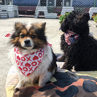 Coastal Cool juego de 10 día festivo mascota pañuelos para su perro o gato - BESTMASCOTA.COM