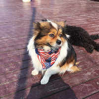 Coastal Cool juego de 10 día festivo mascota pañuelos para su perro o gato - BESTMASCOTA.COM