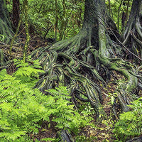 Habitat; Rain Forest Ferns & raíces de fondo para 20L de reptiles, 3-sided Wraparound - BESTMASCOTA.COM