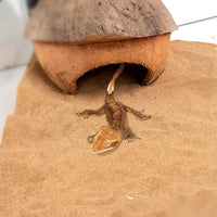 Niteangel - Cueva de coco para ocultar y aliviar el estrés y la decoración del hábitat - BESTMASCOTA.COM
