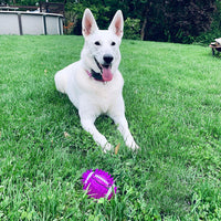 gnawsome Squeak y luz para perros de fútbol, gran 4.5," colores variarán - BESTMASCOTA.COM