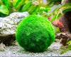 Aquatic Arts 3 bolas para pez beta, plantas marinas vivas de acuario para peceras, accesorios naturales juguete para peces beta - BESTMASCOTA.COM